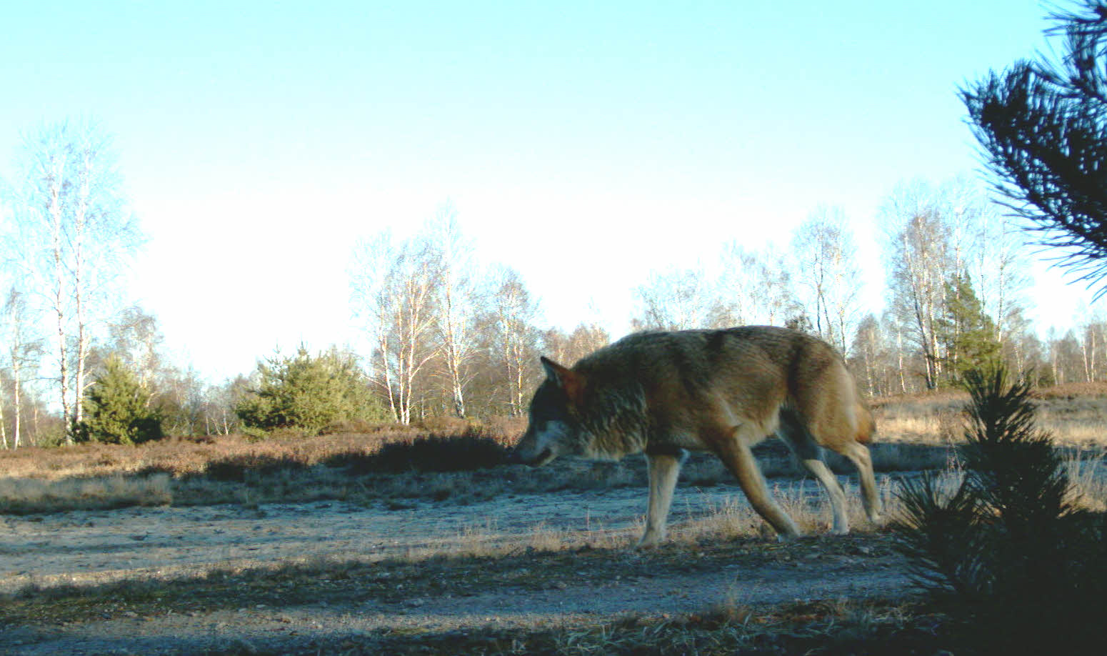 Wolf Schweinerich