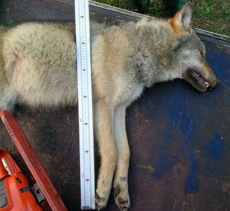 Wolf Unfall2